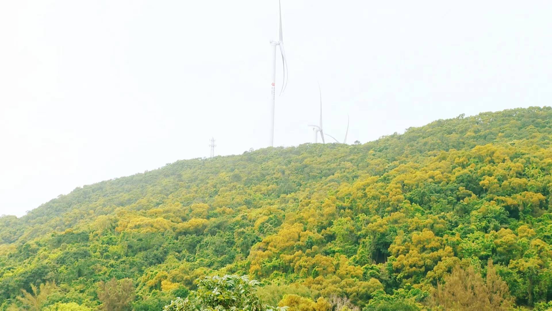 海陵岛相思花开满山金黄