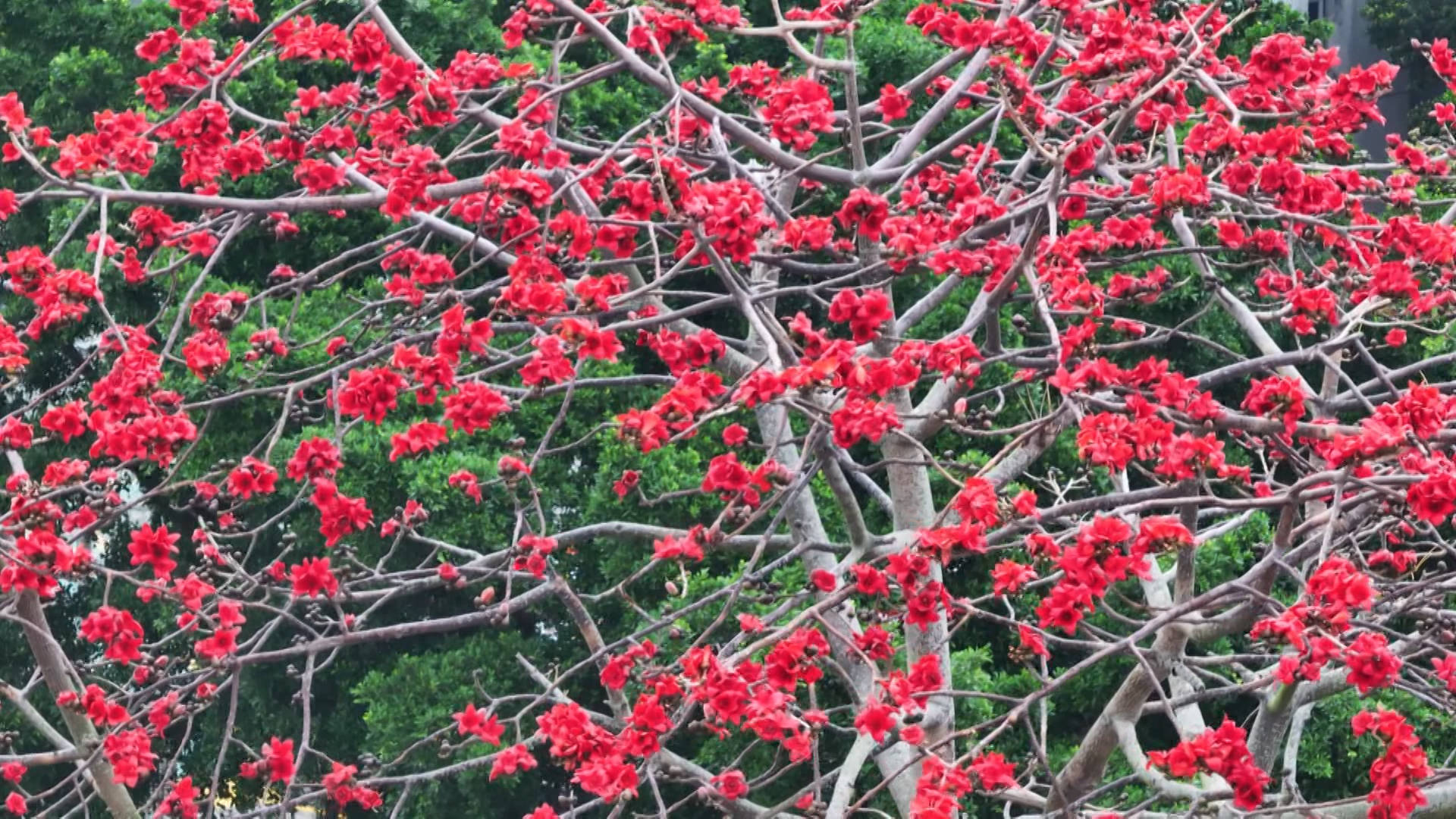 海陵岛：春意盎然 木棉花开红似火