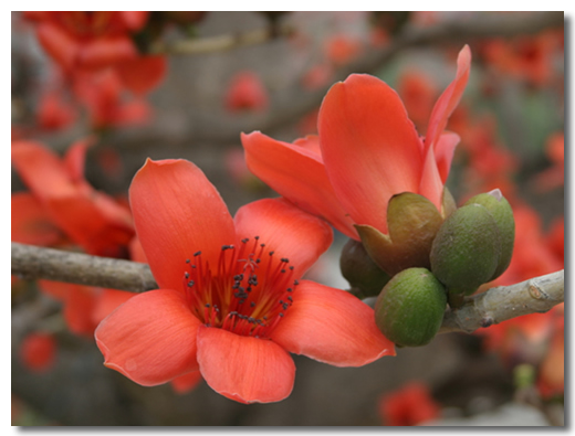 Bombax_ceiba_flowers_01.jpg